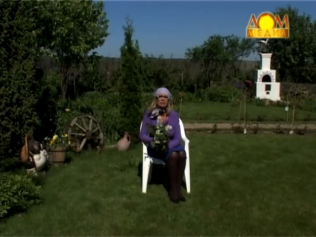 Завязи на огурцах