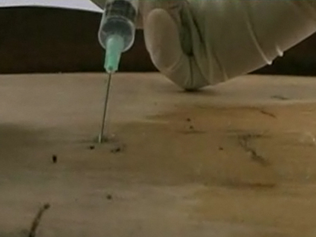 Устранение личинок древоточца