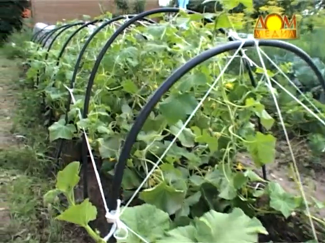 Посев огурцов